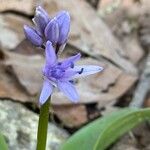 Scilla lilio-hyacinthusFlor