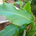 Canna indica Leaf