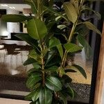 Ficus elastica Folha