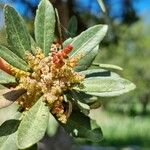 Myrica faya Flower