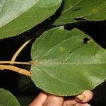 Heliocarpus appendiculatus