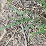 Echinochloa colona Hoja