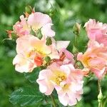 Rosa glauca 花