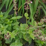 Salvia roemeriana Folla