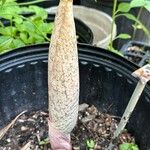 Amorphophallus bulbifer Flower