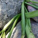 Ornithogalum sphaerocarpum Leaf