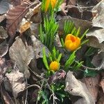 Crocus chrysanthus Fiore