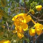 Senna bicapsularis Flor