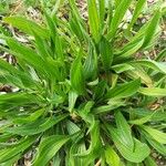 Plantago lanceolata Leaf