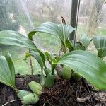 Coelogyne imbricata পাতা