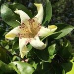 Rothmannia capensis Flower