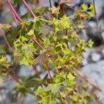 Alchemilla fissa Blomst