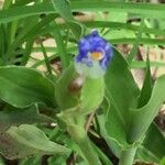 Commelina ensifolia 花