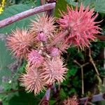 Ricinus communis 果実