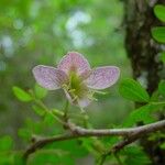 Ormocarpum cochinchinense Flower