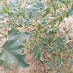 Datura ferox Ліст