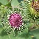 Arctium lappaFlower