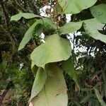 Miconia impetiolaris Leaf