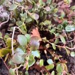 Kalanchoe manginii Лист