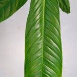 Philodendron campii Blad