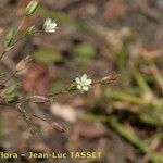 Sabulina tenuifolia Other