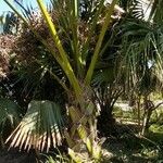 Sabal mexicana Blad