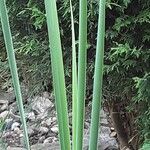 Typha angustifolia Leaf