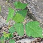 Toxicodendron radicansLeht