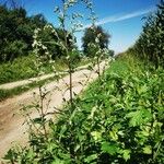 Artemisia vulgaris Alkat (teljes növény)