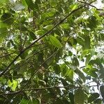 Lacmellea aculeata List