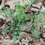 Cardamine impatiens 葉