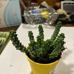 Euphorbia caput-medusae Ліст