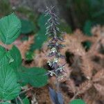 Epipactis purpurata Habit