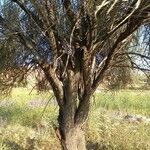 Prunus scoparia Corteza