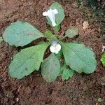 Mazus pumilus Habitus