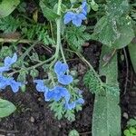 Cynoglossum amabile Συνήθη χαρακτηριστικά