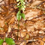 Epipactis leptochila Habit