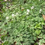 Dicentra canadensis Habitus