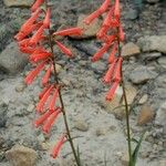 Penstemon eatonii Хабит