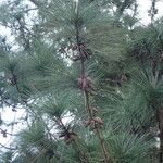 Pinus caribaea Muu