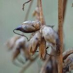 Cladium mariscus Fruit