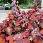 Coleus scutellarioidesÇiçek