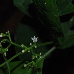 Chassalia pteropetala Flower