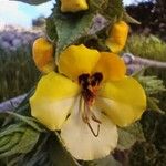 Verbascum creticum Λουλούδι