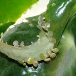 Kalanchoe daigremontiana Blatt