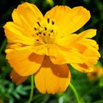 Cosmos sulphureus Flower