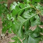 Quercus garryana Hoja