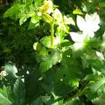 Heracleum lanatum Листок