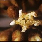 Sideroxylon salicifolium Fleur