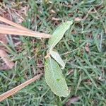 Eclipta prostrata Leaf